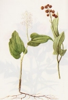 Maianthemum bifolium"